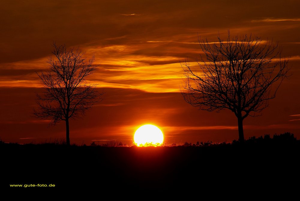 Zwischen den Bäumen.jpg
