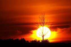 Baum vorm Sonnenball.JPG