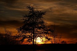 Baum-5.JPG