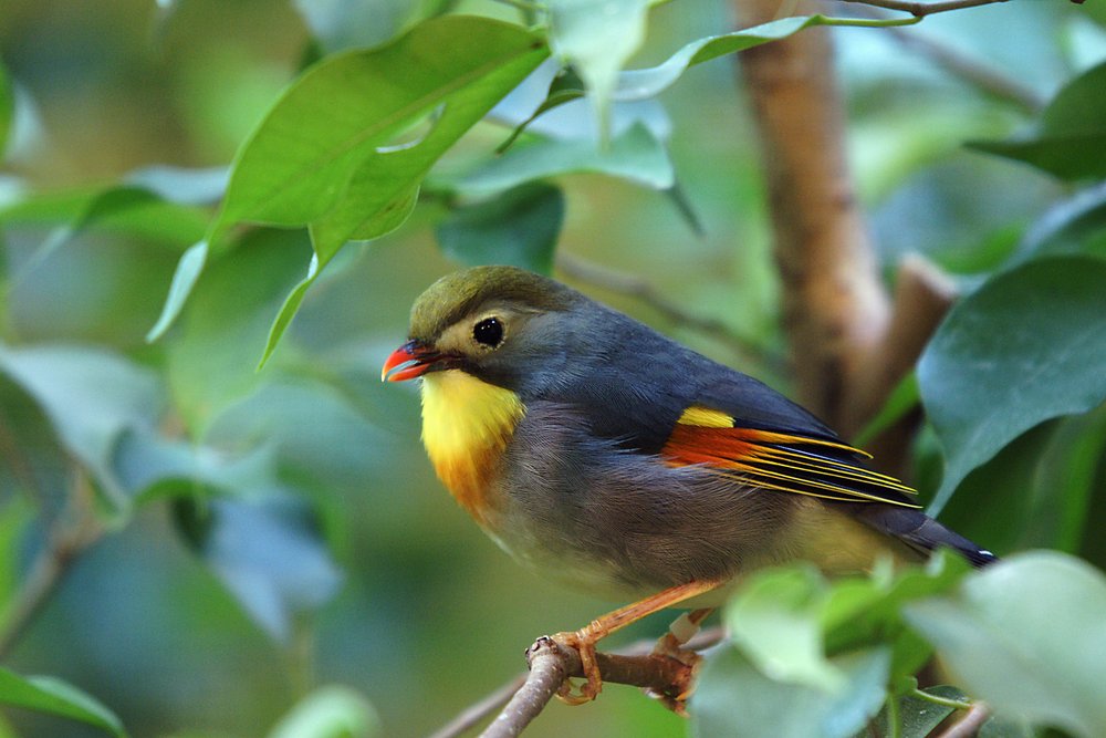 Sonnenvogel-01.jpg