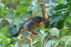 Sonnenvogel-02.jpg