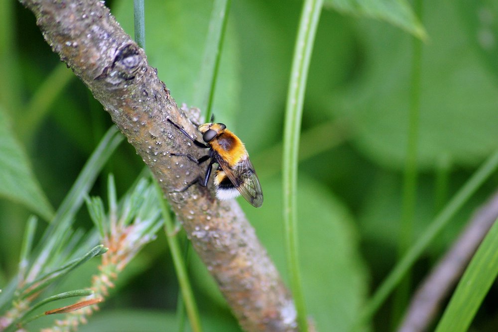 Hummel.JPG