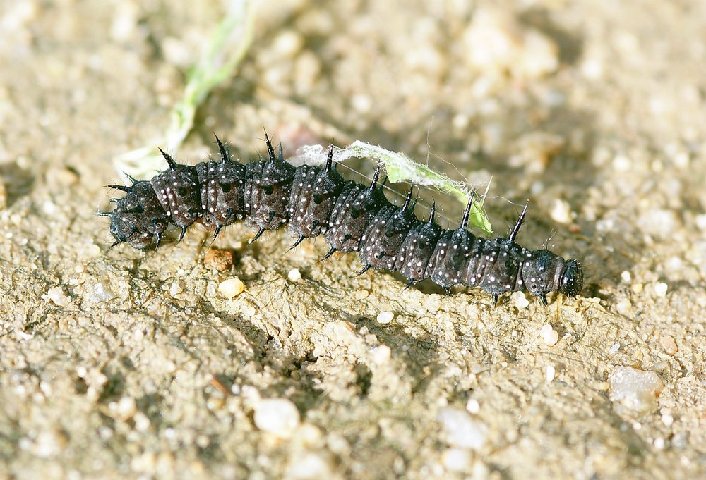 Makro-004.jpg