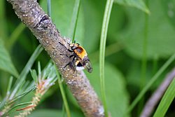 Hummel.JPG