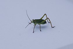 Makro-003.jpg