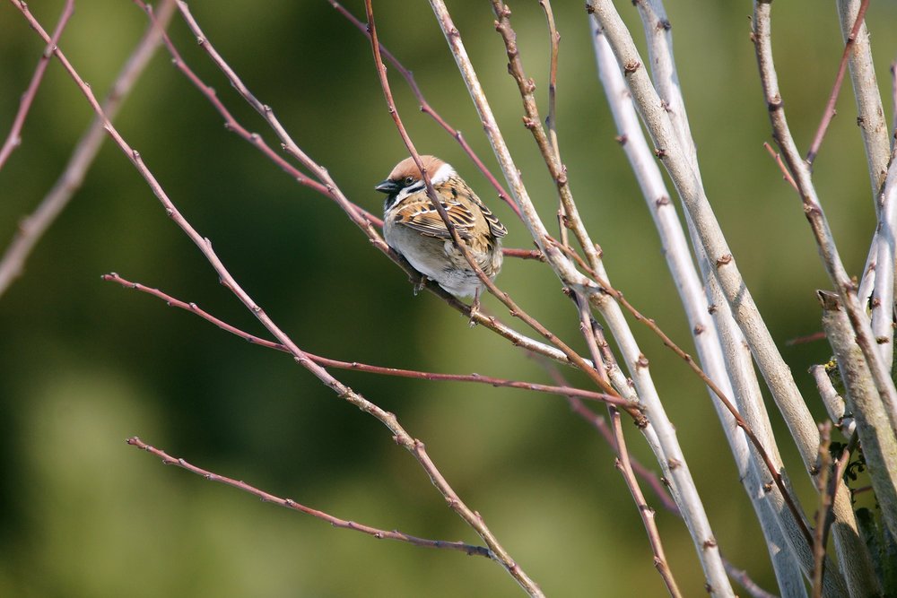 Spatz-001.jpg