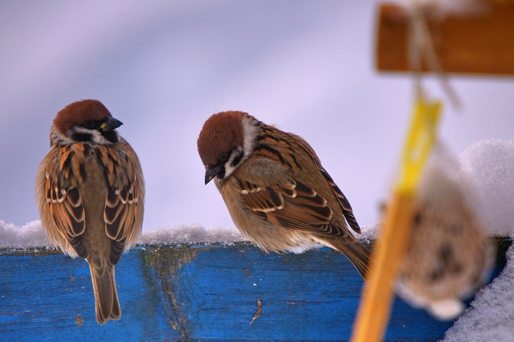 Spatz-002.jpg