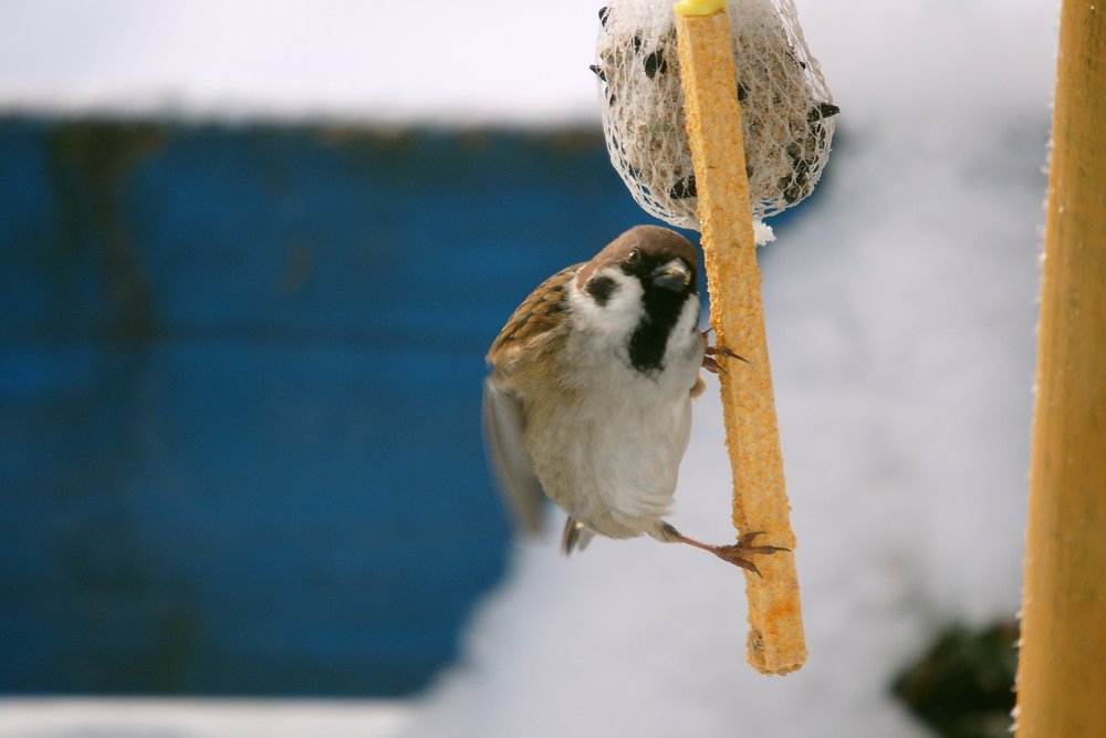 Spatz-004.jpg