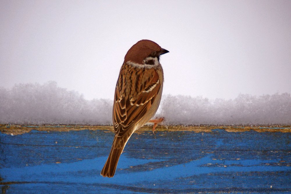 Spatz-007.jpg