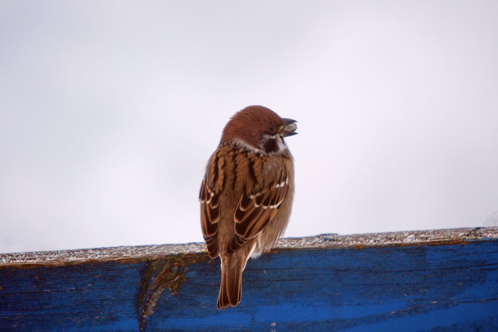 Spatz-008.JPG