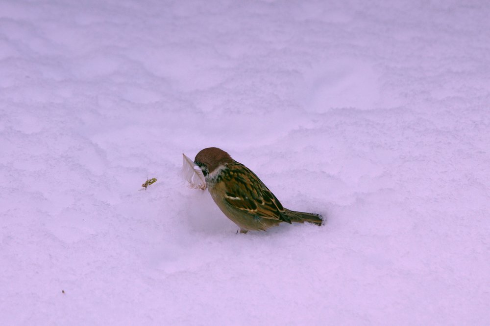 Spatz-010.JPG