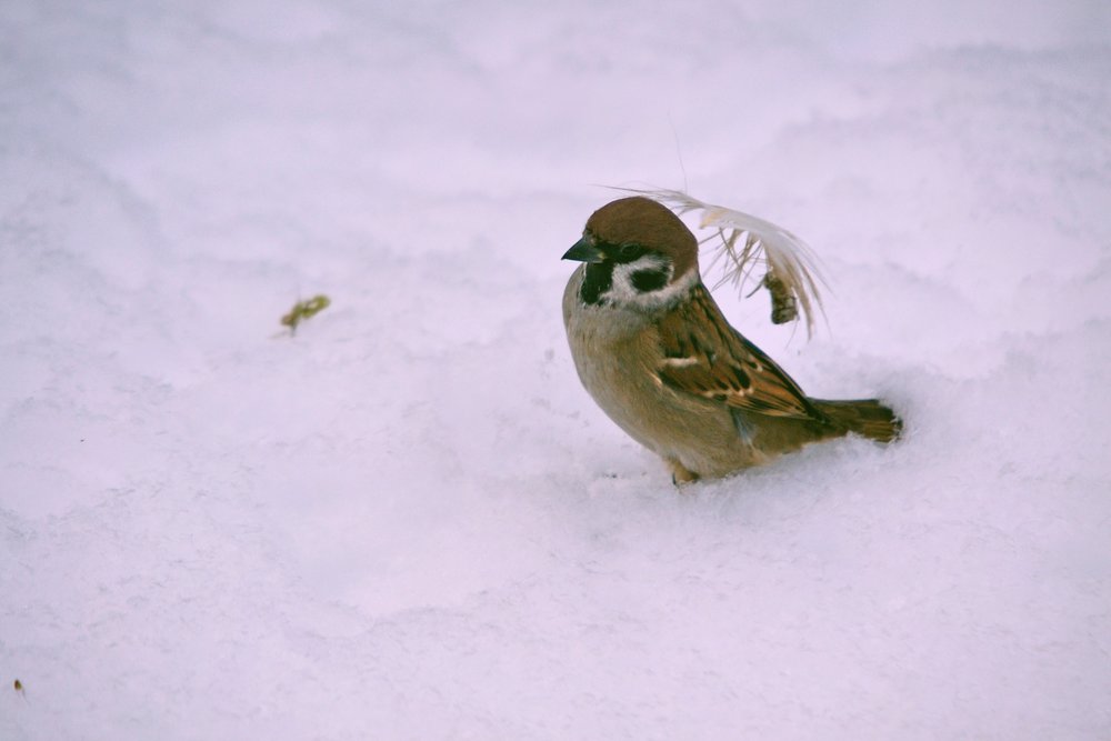 Spatz-011.JPG