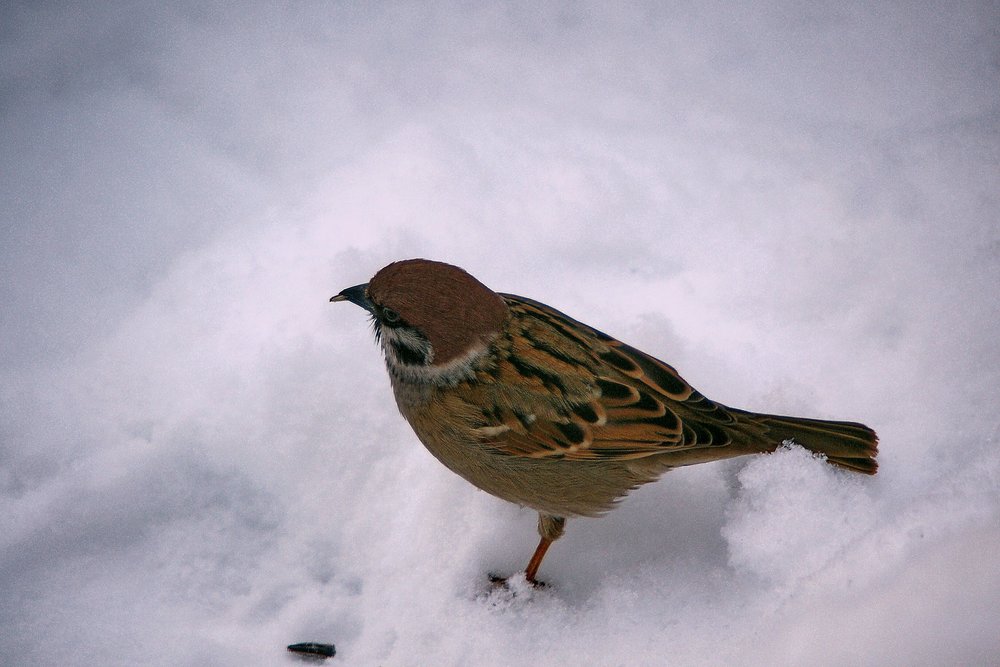 Spatz-012.JPG