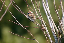 Spatz-001.jpg