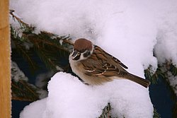 Spatz-003.jpg