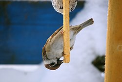Spatz-005.jpg