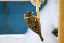 Spatz-006.jpg