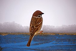 Spatz-007.jpg