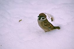 Spatz-011.JPG