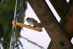 Spatz-013.jpg