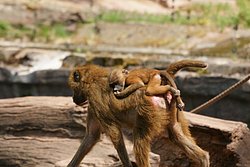Sphinxpavian-008.JPG