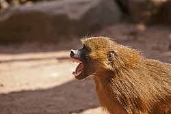 Sphinxpavian-010.jpg