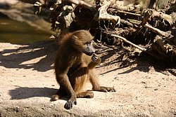 Sphinxpavian-019.jpg