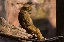 Sphinxpavian-020.jpg
