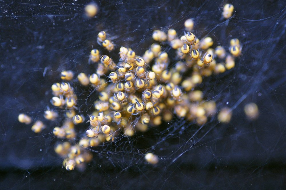 Spinnen.JPG