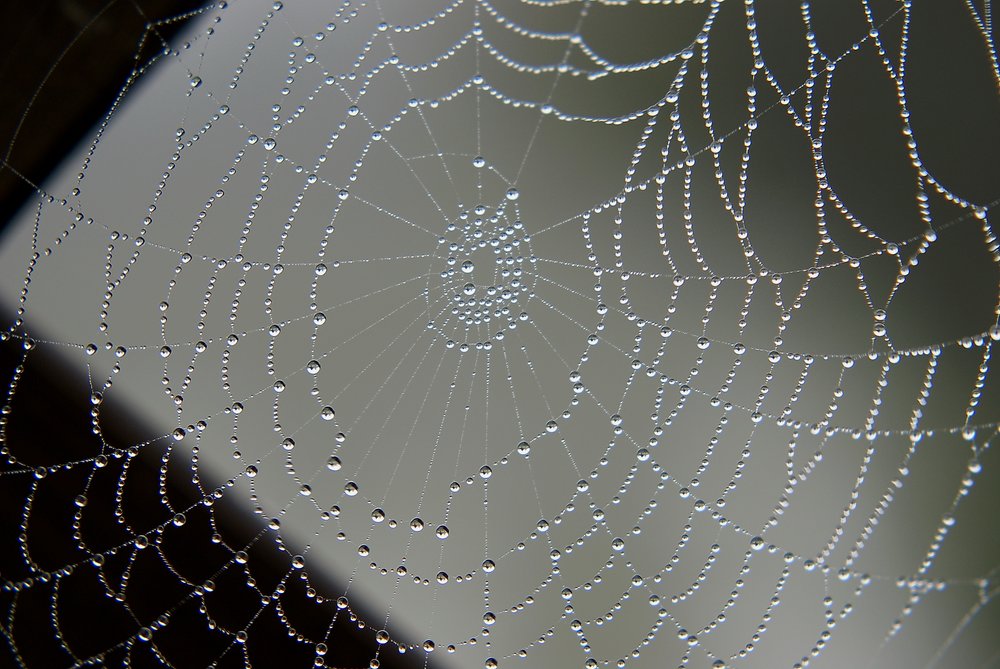 Spinnennetz.jpg