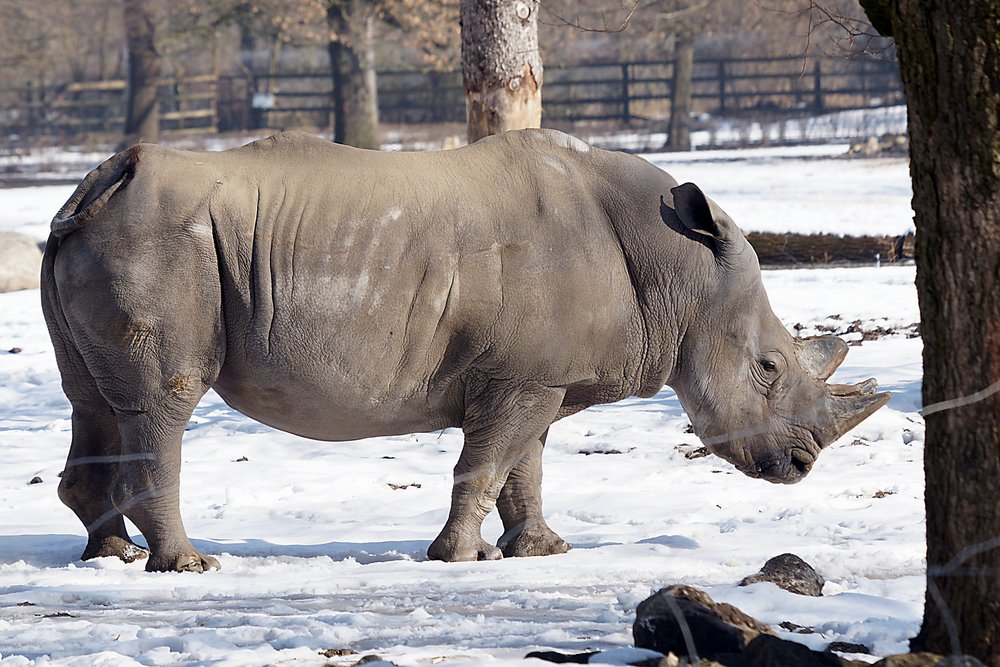Spitzmaulnashorn-02.jpg