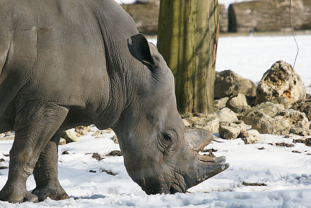 Spitzmaulnashorn-03.jpg