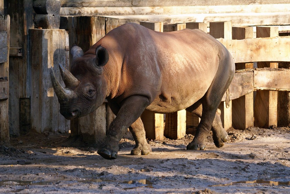 Spitzmaulnashorn-05.jpg