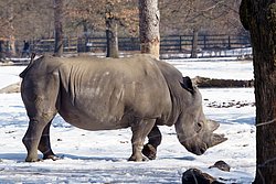 Spitzmaulnashorn-01.jpg