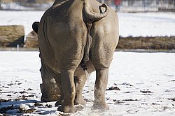Spitzmaulnashorn-04.jpg