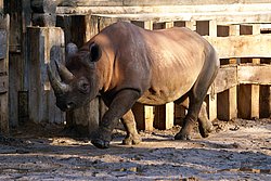 Spitzmaulnashorn-05.jpg