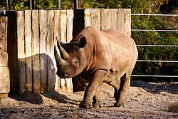 Spitzmaulnashorn-06.jpg