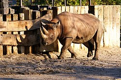 Spitzmaulnashorn-07.jpg