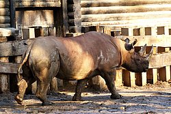 Spitzmaulnashorn-08.jpg