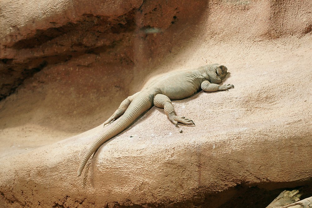 Stachel-Chuckwalla-02.jpg