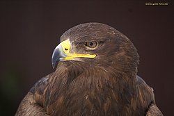 Steinadler-02.JPG