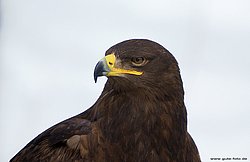 Steinadler-03.JPG