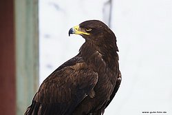 Steinadler-04.jpg