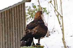 Steinadler-07.JPG