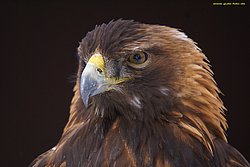 Steinadler-Aquila-01.jpg