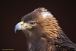 Steinadler-Aquila-03.jpg
