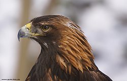 Steinadler-Aquila-04.jpg