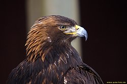 Steinadler-Aquila-05.jpg