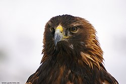 Steinadler-Aquila-06.jpg