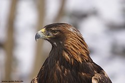 Steinadler-Aquila-08.jpg